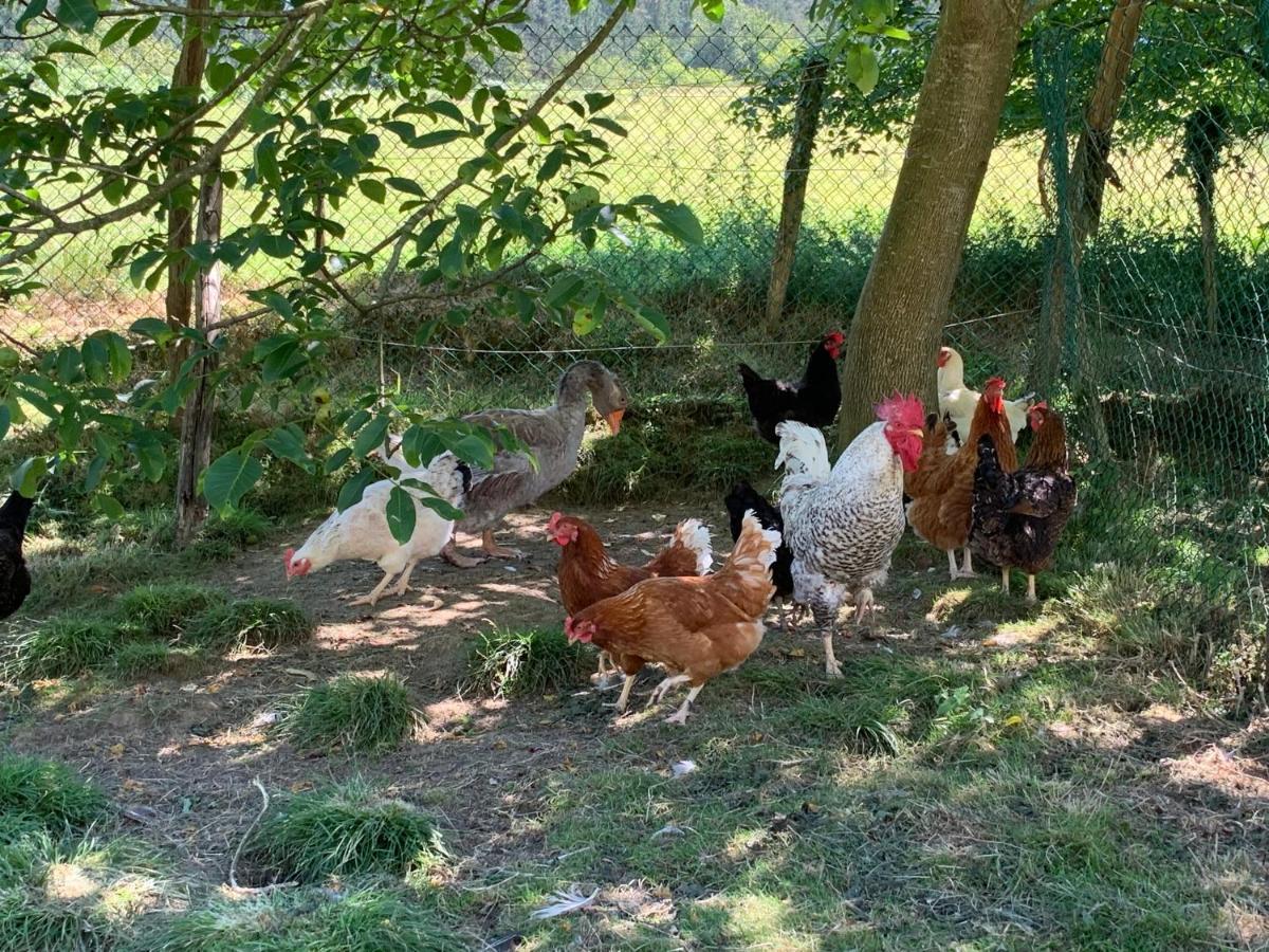 Agroturismo Urresti Gautegiz Arteaga ภายนอก รูปภาพ